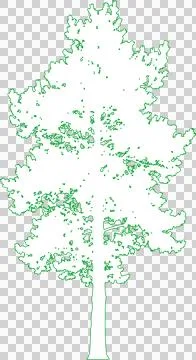 Scots Pine Tree isolated filled outline illustration isolated on transparen.. Illustration