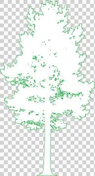 Scots Pine Tree isolated filled outline illustration isolated on transparen.. Stock Illustration