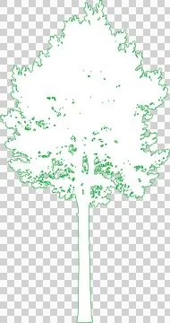 Scots Pine Tree isolated filled outline illustration isolated on transparen.. Stock Illustration
