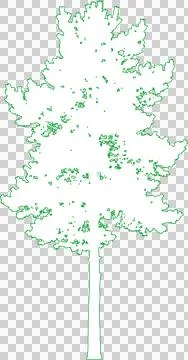 Scots Pine Tree isolated filled outline illustration isolated on transparen.. Illustration