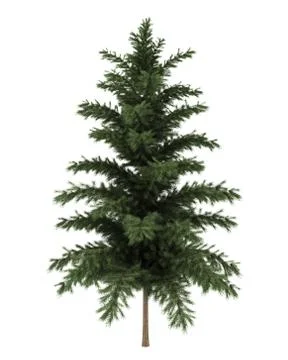 Scots pine tree isolated on white background Stock-Illustration