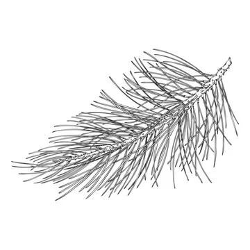 Scots pine tree twig engraved hand drawn vector illustration, conifer evergreen Stock Illustration