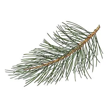 Scots pine tree twig hand drawn vector illustration, conifer evergreen plant Stock Illustration