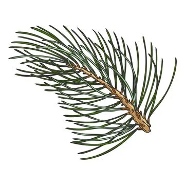 Scots pine tree twig hand drawn vector illustration, conifer evergreen plant Illustrazione stock
