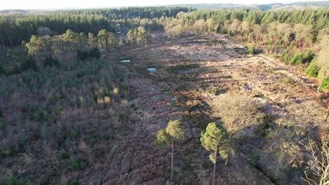 Scot's pine trees and Foxes Bridge Bog, Gloucestershire. UK Stock Footage 300769595