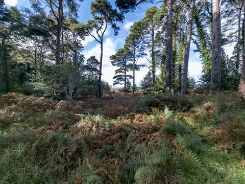 Scots Pine trees in County Donegal - Ireland Stock Photos