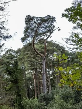 Scots Pine trees in County Donegal - Ireland Stock Photos