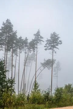 Scots pine trees in forest under fog Stock Photos