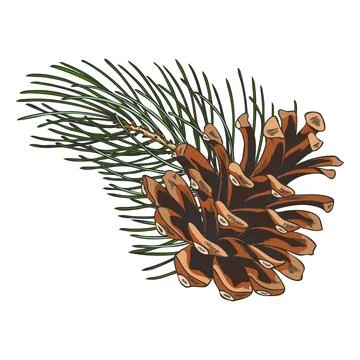 Scots pine twig with cone hand drawn vector, conifer fir tree botanical sketch Stockillustratie