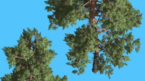 Scots Pine Two Trees Pines Coniferous Evergreen Trees Are Swaying at the Wind Stock Footage 60783673