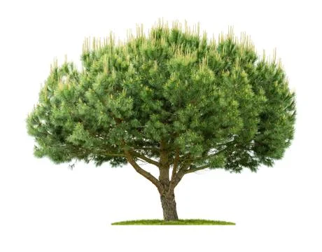 A scots pine on a white background Photos