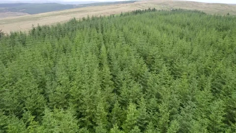 Scots Pines trees at the Scottish border, by drone Stock Footage 292012205