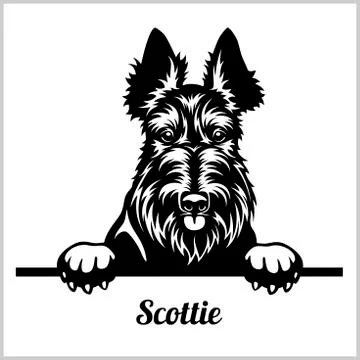 Scottie - Peeking Dogs - breed face head isolated on white Stock Illustration