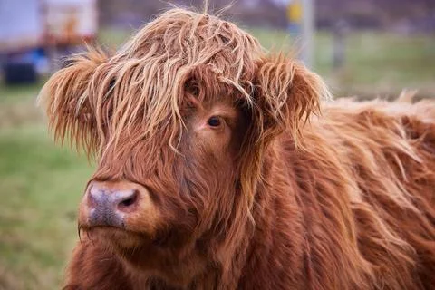 Scottish alpine cow portrait in open field. Ireland, Co. Donegal Stock Photos