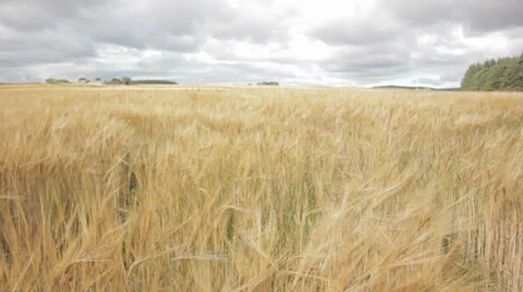 Scottish Barley Field Stock Footage 29636568