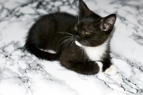 Scottish black and white kitten lies on a marble table Stock Photos