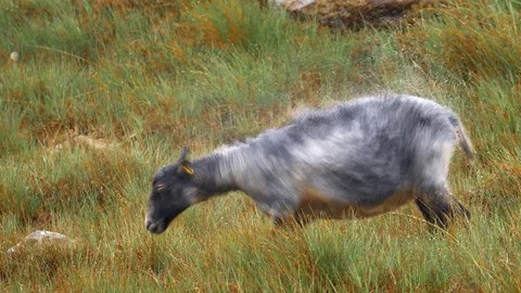 Scottish Black Sheep In Heavy Rain - Graded Version Stock Footage 80335538