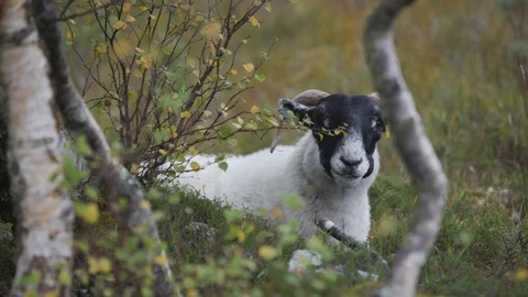 Scottish Blackface sitting in the forest Stock Footage 107576195