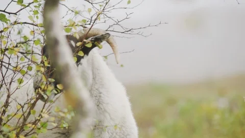 Scottish Blackface walking in the forest Stock Footage 107574377