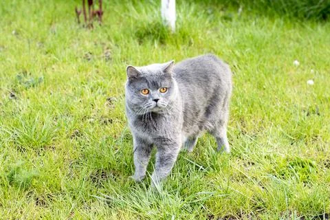 Scottish blue cat on the grass Stock Photos