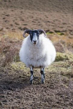Scottish Borders Sheep Stock Photos