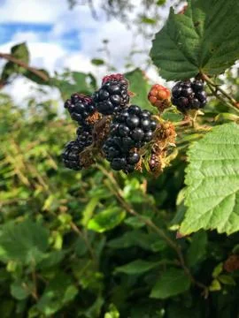 Scottish brambles on a bush Stock Photos