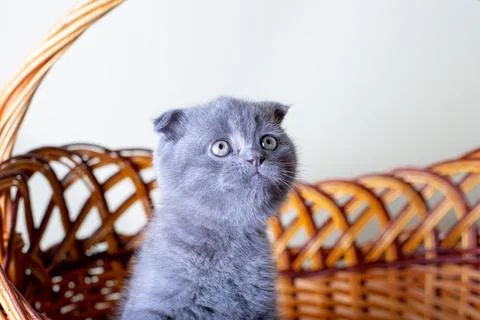 Scottish (British) lop-eared kitten. Portrait of a baby, cute scottish fold. Stock Photos