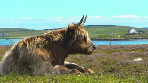 A Scottish Brown Highland Cattle is Chilling on the Grass, Slow Motion Stock Footage 157828305