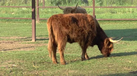 Scottish bull pee Stock Footage 67587222