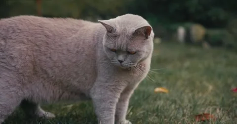 Scottish cat in backyard garden. Gray Scottish cat outdoor Stock Footage 249001922