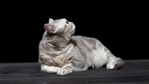 Scottish cat close up on a black background 스톡 동영상 112344583