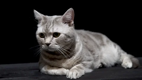 Scottish cat close up on a black background Video stock 112344697