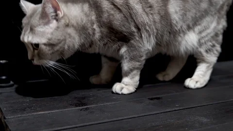 Scottish cat close up on a black background Stock Footage 112344783