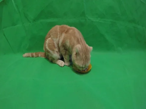 Scottish cat eats on a green background Stock Footage 77066237