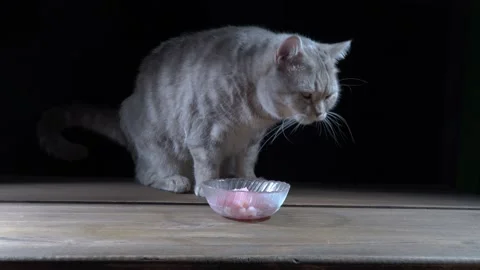 Scottish cat eats meat from a bowl on a black background Stock Footage 220505099