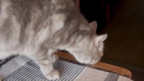 Scottish cat eats pet food from a plate Vídeos de archivo 127835047