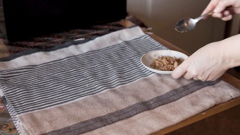 Scottish cat eats pet food from a plate Video stock 127835297