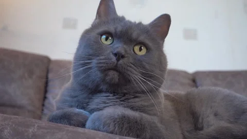 Scottish Cat with Expressive Eyes Vídeos de archivo 242385576