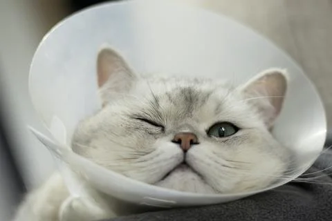 Scottish Cat With Eye Problem After Castration Stock Photos