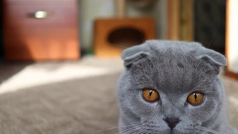 Scottish cat face, close-up.lilac scottish fold cat, slow motion Stock Footage 125667486