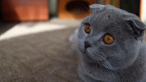 Scottish cat face, close-up.lilac scottish fold cat, slow motion Stock Footage 125667510