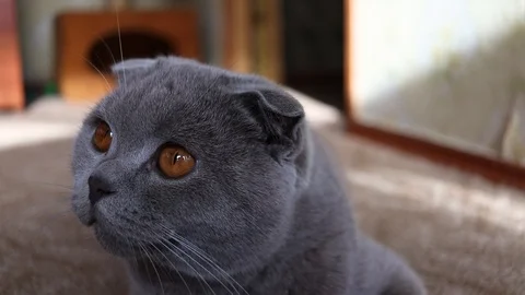 Scottish cat face, close-up.lilac scottish fold cat, slow motion Stock Footage 125667523