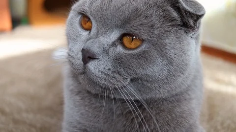 Scottish cat face, close-up.lilac scottish fold cat, slow motion Stock Footage 125667592