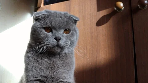 Scottish cat face, close-up.lilac scottish fold cat, slow motion Stock Footage 125667598
