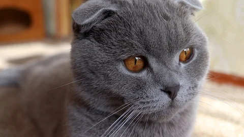 Scottish cat face, close-up.lilac scottish fold cat, slow motion Stock Footage 125667759