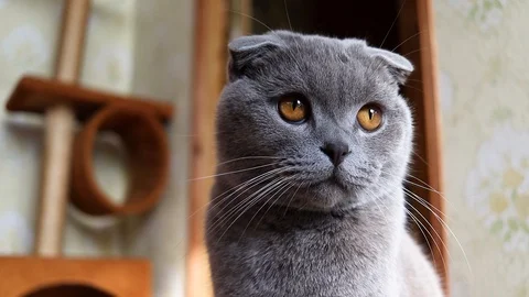 Scottish cat face, close-up.lilac scottish fold cat, slow motion Stock-Footage 125667783