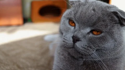 Scottish cat face, close-up.lilac scottish fold cat, slow motion Stock Footage 125667812