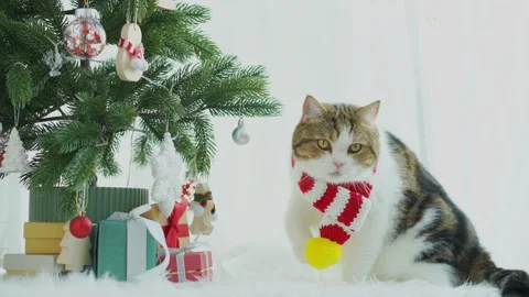 Scottish cat fun and play with christmas decorate and tree Stock Footage 295175253