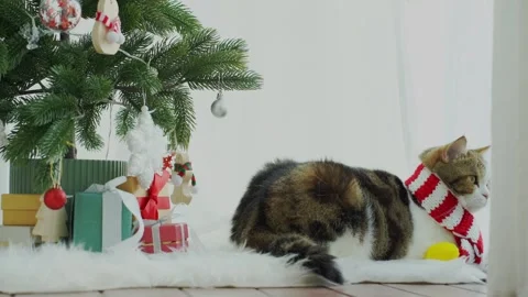 Scottish cat fun and play with christmas decorate and tree Stock Footage 295175272