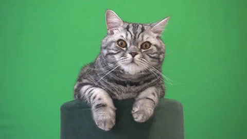 Scottish Cat On A Green Background Stock Footage 169184239